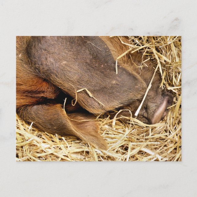 PIGS POSTCARD (Front)