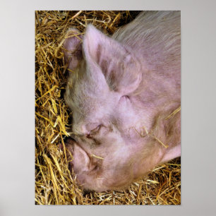 PIGS POSTER