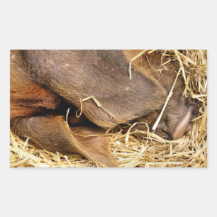 PIGS RECTANGULAR STICKER
