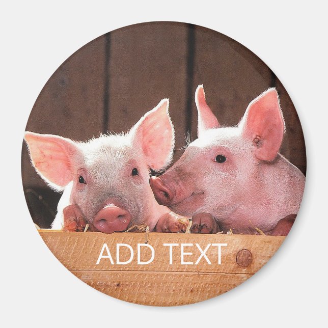 Pigs Round Magnet (Front)
