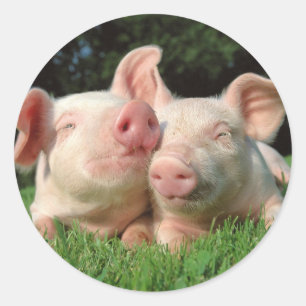 Pigs Round Sticker