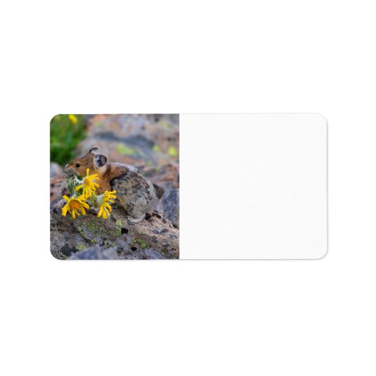 pika address label