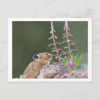 Pika Postcard