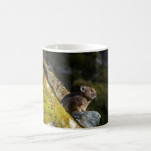 Pika taking in the evening sun coffee mug