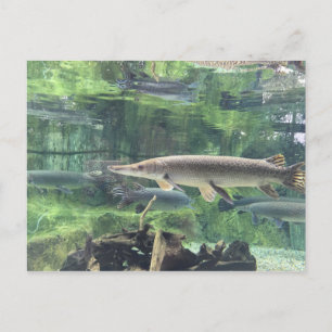 Pike Fish Postcard