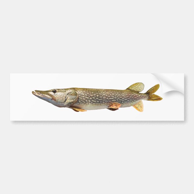 Pike Muski fishing Bumper Sticker (Front)