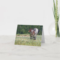 Pilar and Wildfire Pryor Mountain Wild Horses