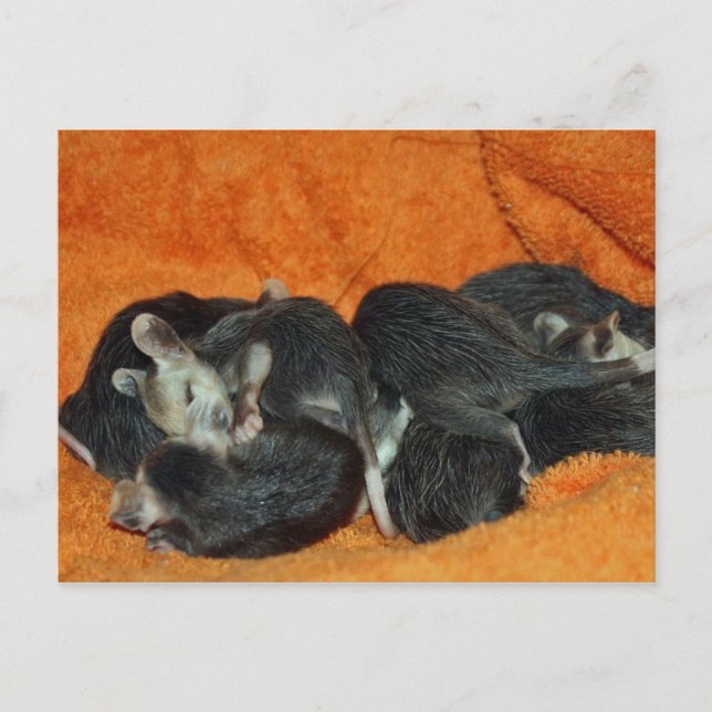 Pile of Baby Opossums Postcard (Front)