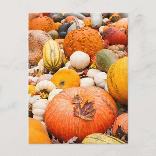 Pile Of Pumpkins And Squash Postcard (Front)