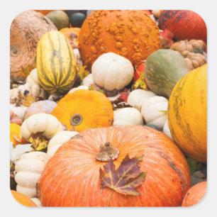 Pile Of Pumpkins And Squash Square Sticker