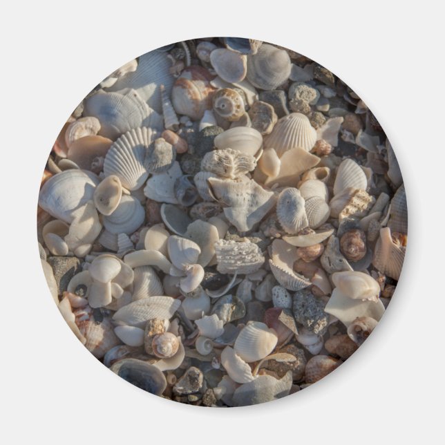 Pile Of Seashells Magnet (Front)