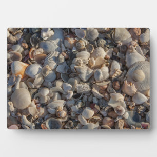 Pile Of Seashells Plaque