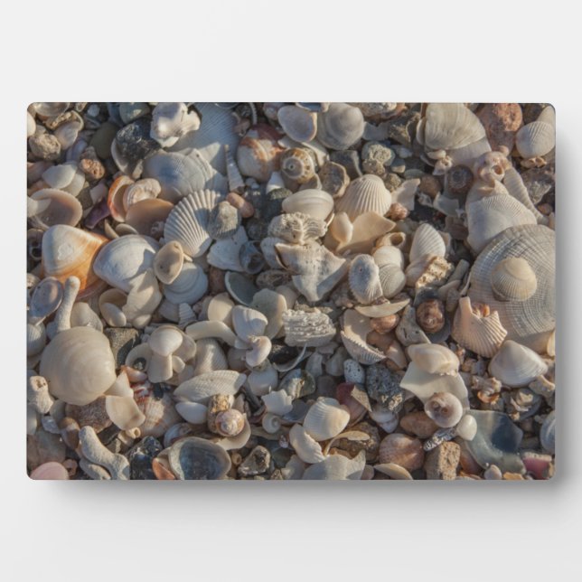 Pile Of Seashells Plaque (Front)