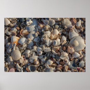 Pile Of Seashells Poster