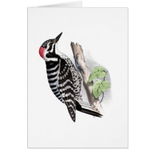 Pileated Woodpecker