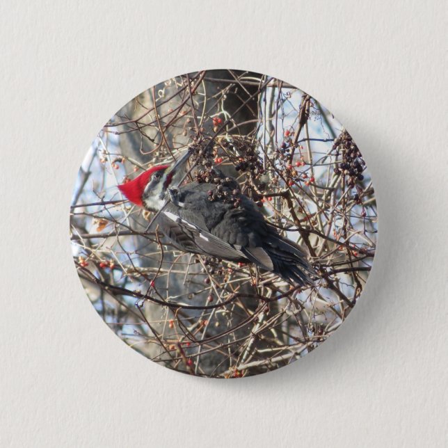 Pileated Woodpecker button (Front)
