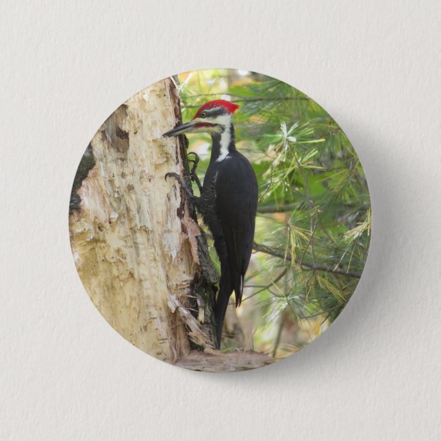 Pileated Woodpecker button (Front)
