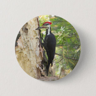 Pileated Woodpecker button