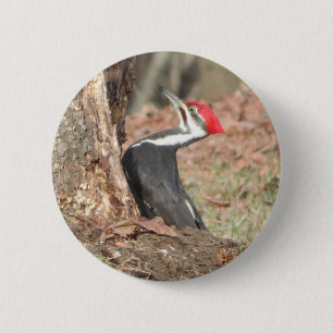 Pileated Woodpecker button