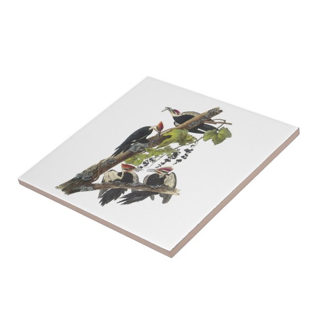 Pileated Woodpecker by Audubon Ceramic Tile (Side)