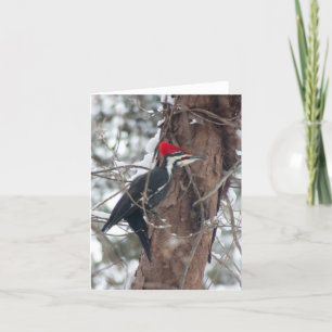 Pileated Woodpecker Card