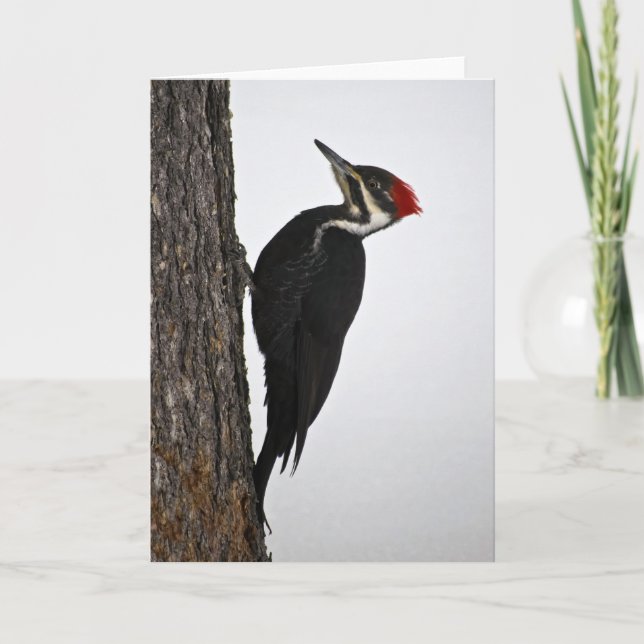 pileated woodpecker card (Front)