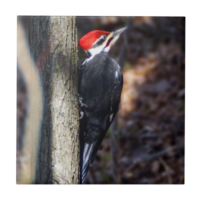Pileated Woodpecker Ceramic Photo Tile (Front)