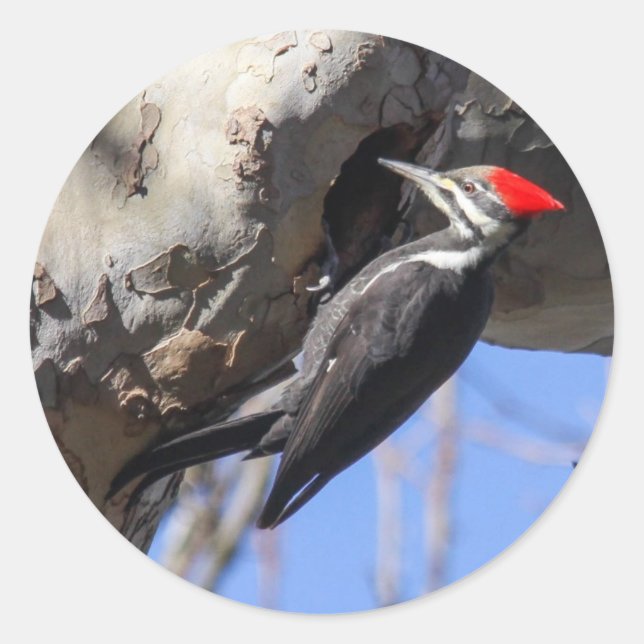 Pileated Woodpecker Classic Round Sticker (Front)