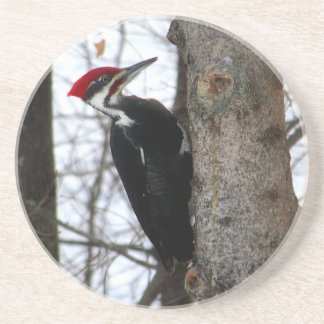 Pileated Woodpecker Coaster