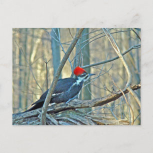 Pileated Woodpecker Coordinated Items Postcard