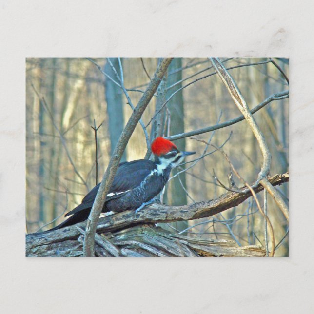 Pileated Woodpecker Coordinated Items Postcard (Front)