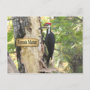 Pileated Woodpecker Ecology Postcard. Postcard
