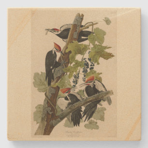 Pileated Woodpecker from Audubon Birds of America Stone Coaster