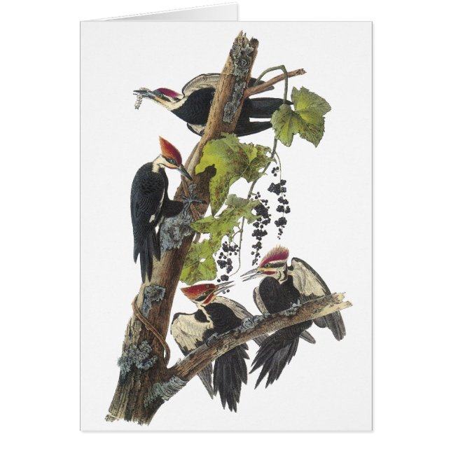 Pileated Woodpecker, John Audubon (Front)