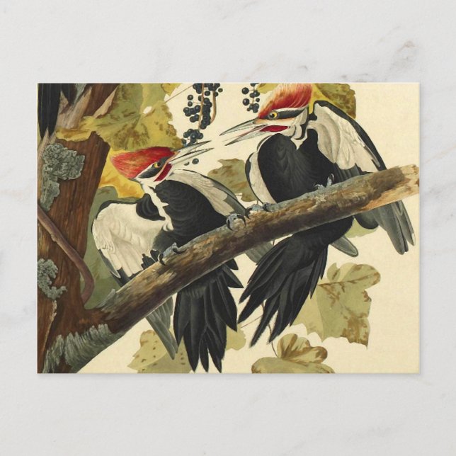 Pileated Woodpecker, John James Audubon Fine Art Postcard (Front)