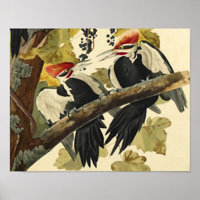 Pileated Woodpecker, John James Audubon Poster (Front)