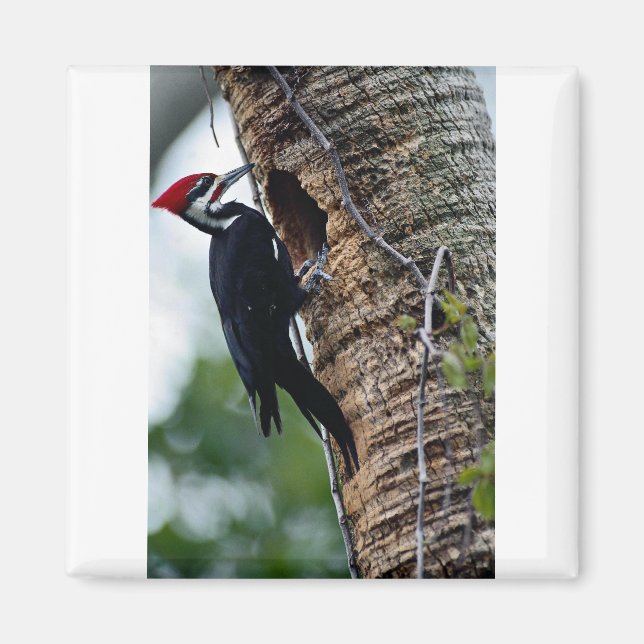 Pileated woodpecker magnet (Front)