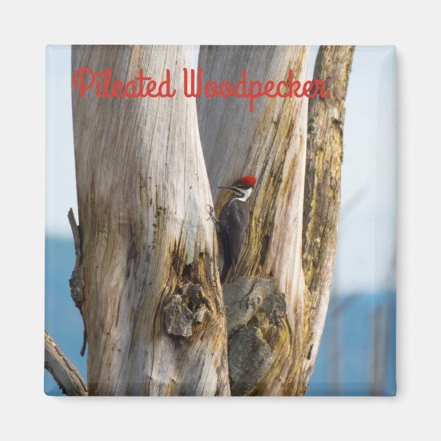 Pileated Woodpecker Magnet (Front)