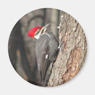 Pileated Woodpecker magnet. Magnet