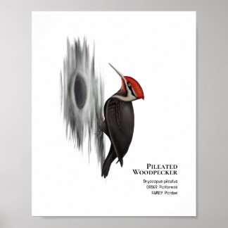 Pileated Woodpecker, Male Bird Poster