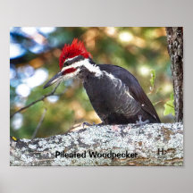 Pileated Woodpecker male