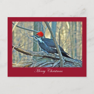 Pileated Woodpecker Merry Christmas Items Holiday Postcard