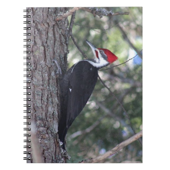 Pileated Woodpecker Notebook (Front)
