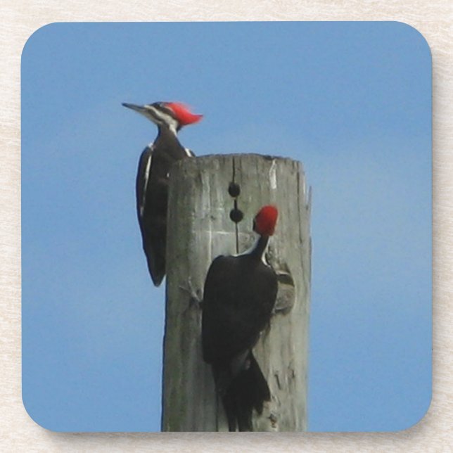 Pileated Woodpecker on a Pole  Coaster (Front)