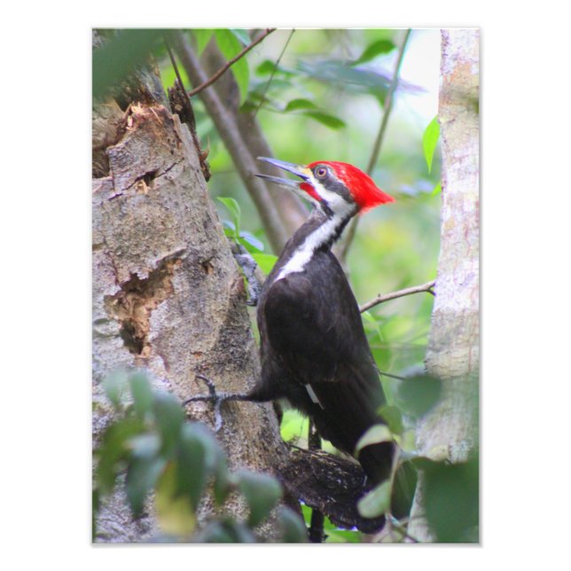 Pileated Woodpecker Photo Print (Front)