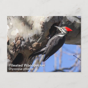 Pileated Woodpecker Postcard