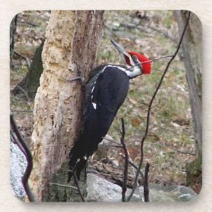Pileated Woodpecker Square Coasters