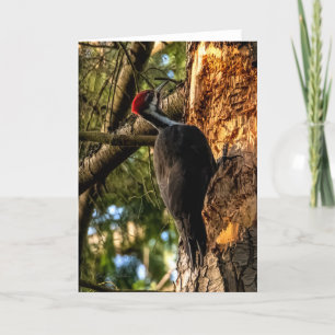Pileated Woodpecker  Thank You Card