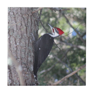 Pileated Woodpecker Tile