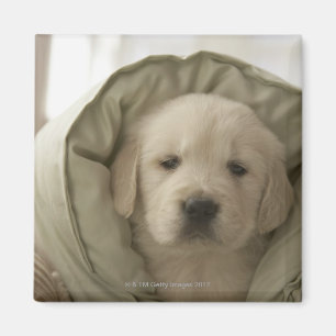 Pillow around dog magnet